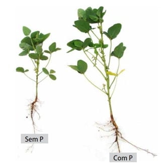 Plantas de soja no pleno florescimento