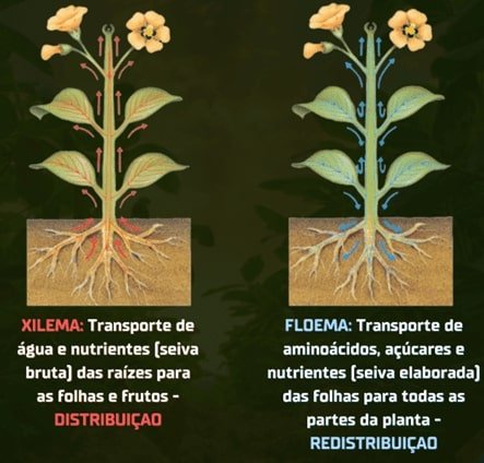 Representação esquemática dos vasos condutores