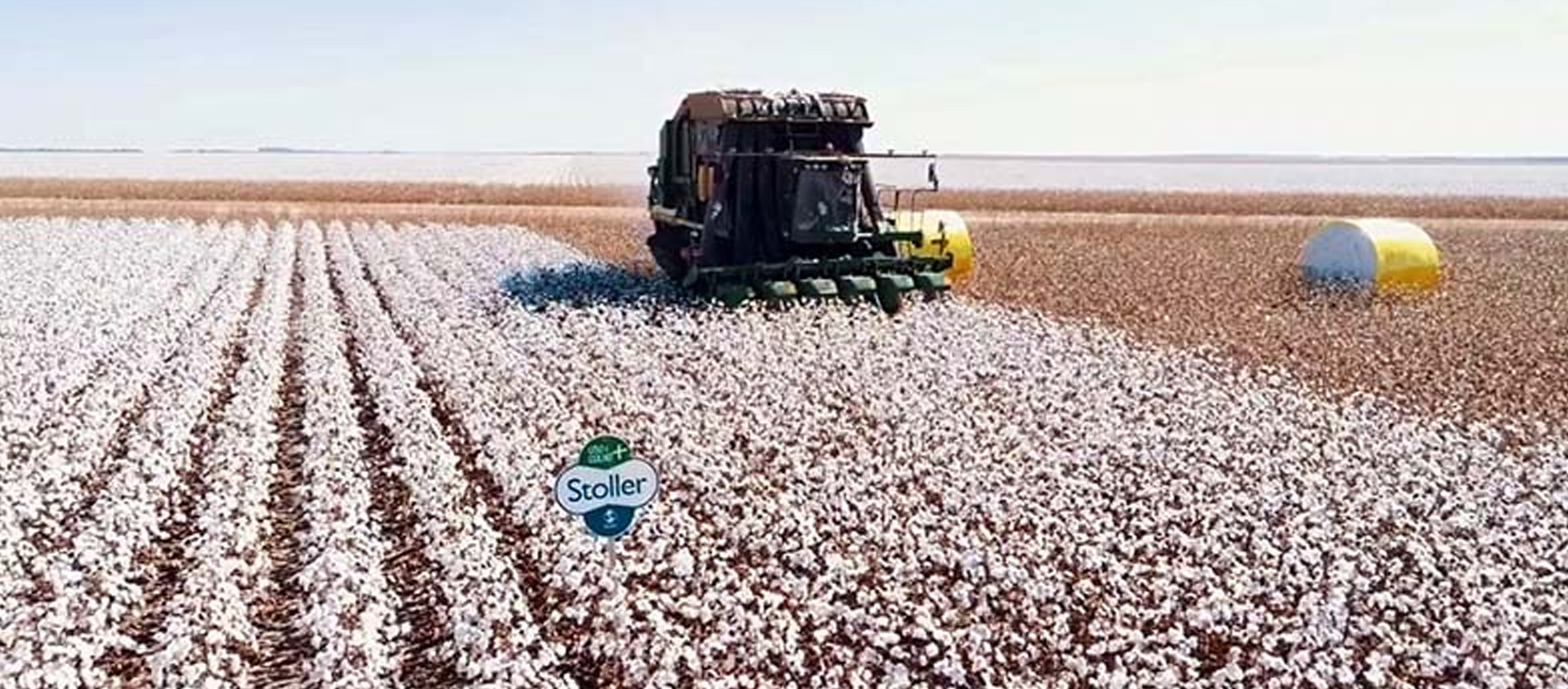 plantações de algodão 