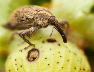 Adulto do bicudo, sobre o botão floral