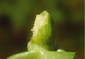 Ovos de bicudo na maçã do algodoeiro