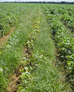 Biótipos de capim-pé-de-galinha