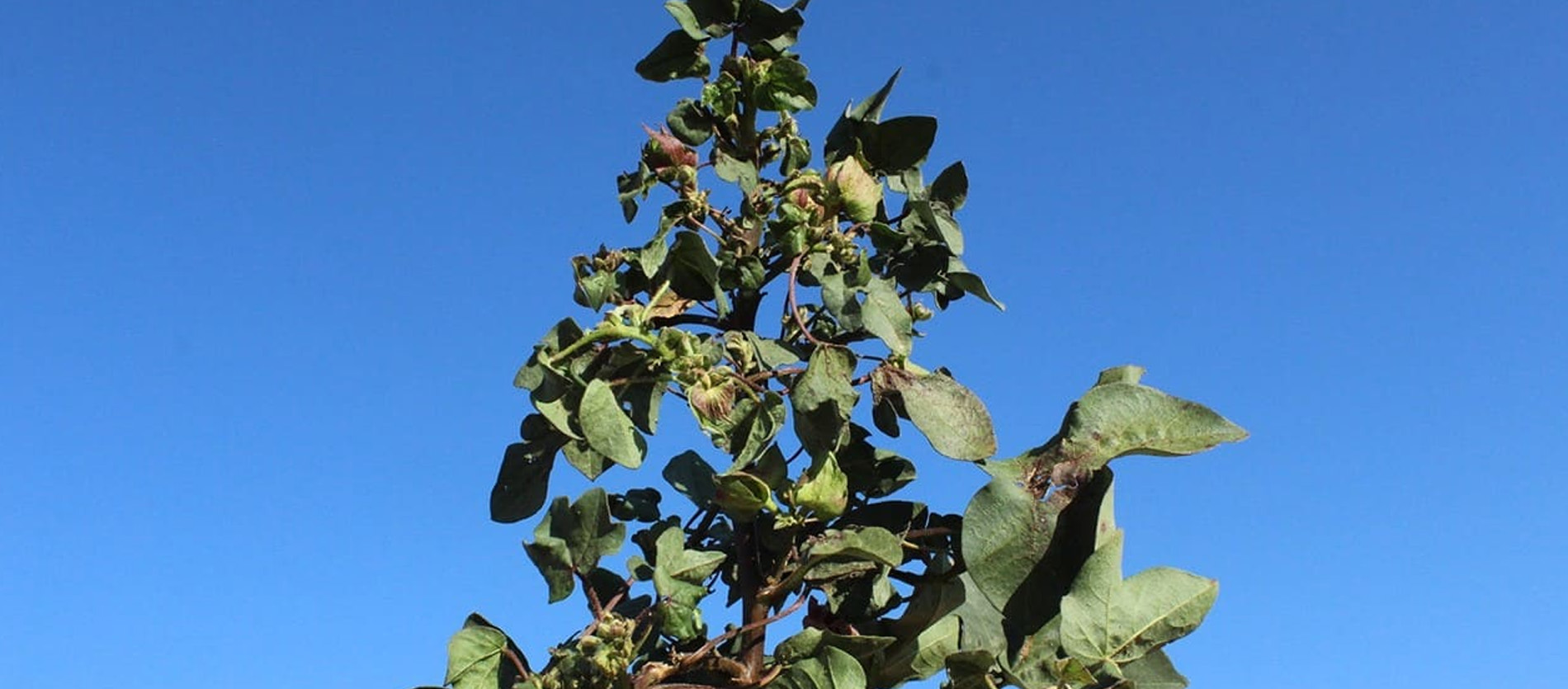 Algodoeiro infectado por Aphelenchoides besseyi. Pouca ou nenhuma estrutura reprodutiva é retida pela planta