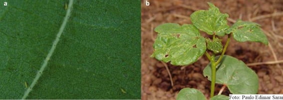 Ninfa e danos ocasionados por tripes