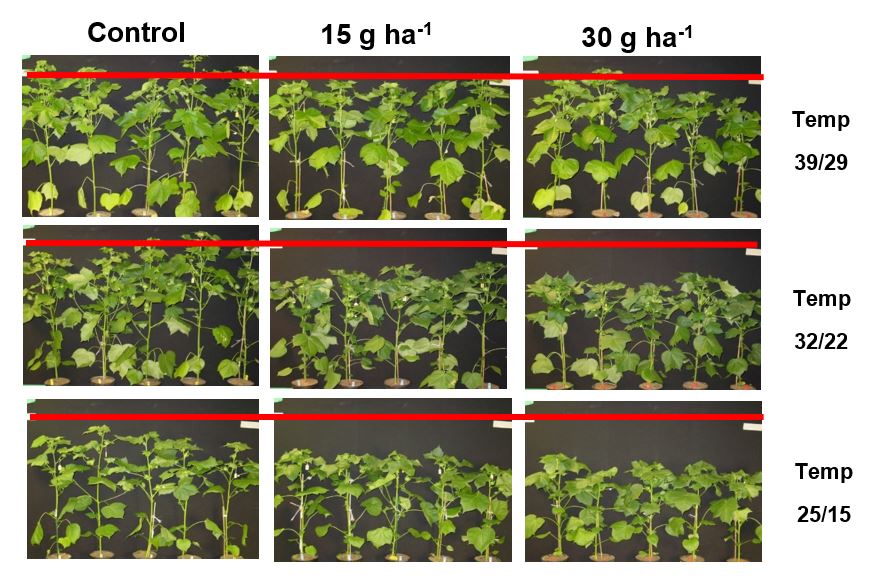 Resposta do algodoeiro à aplicação de cloreto de mepiquat reduzido