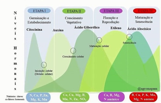 Níveis Hormonais da planta