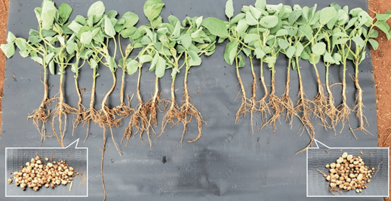 Comparação do sistema radicular e do número de nódulos na raiz principal