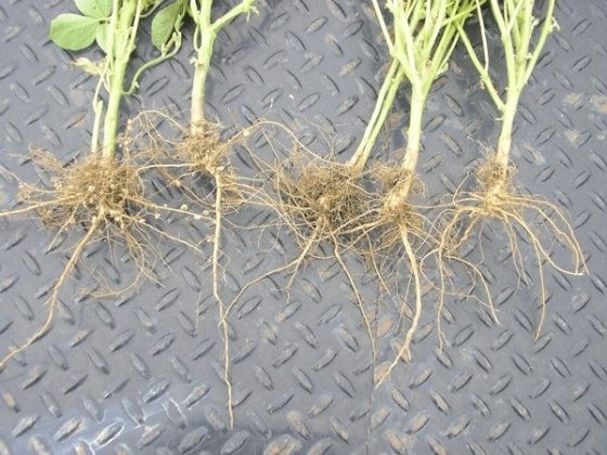 Raízes da soja com boa e baixa nodulação