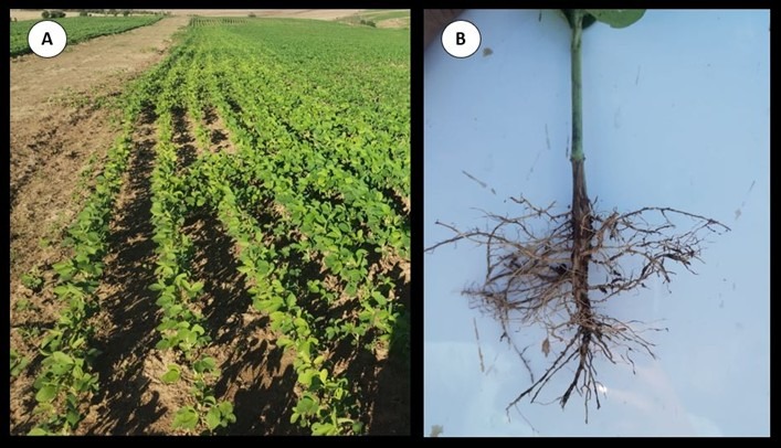 Sintomas de deficiência de Nitrogênio em soja