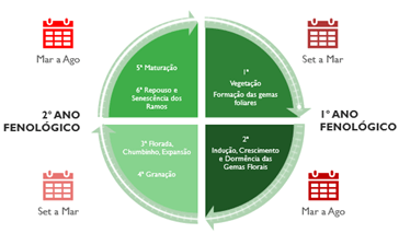 Imagem-anos-fenologicos