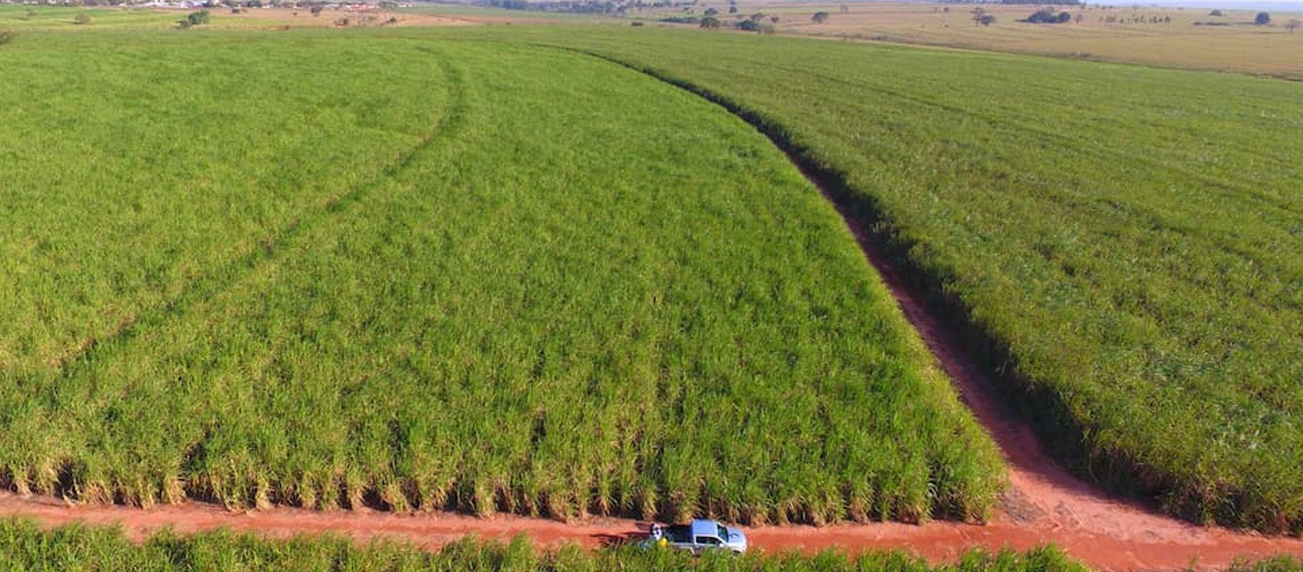 Manejo reduz a erradicação de cultivares de cana-de-açúcar