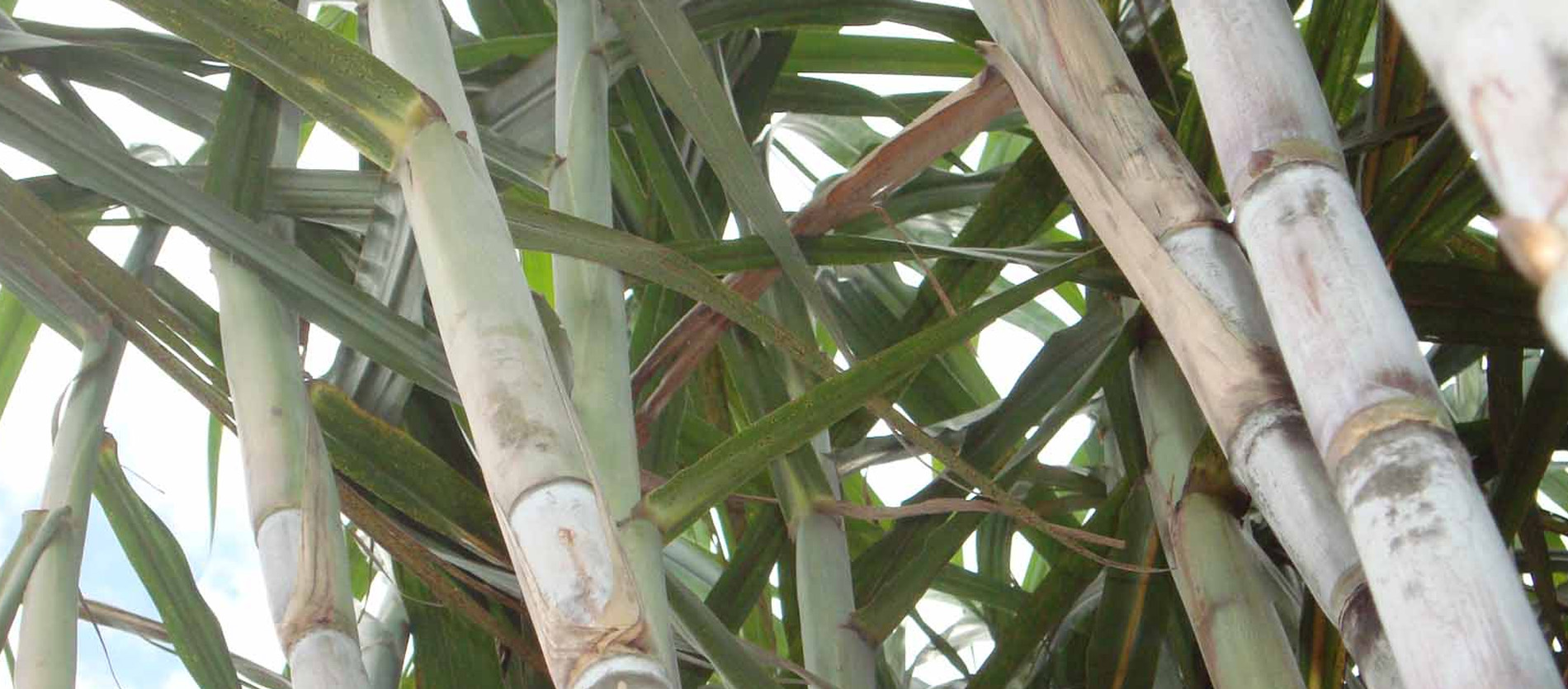 Maturação da cana-de-açúcar