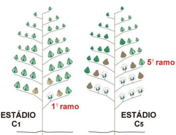 Comparativo ilustrado dos estágios C1 (primeiro ramo e alguns capulhos abertos) e C5 (quinto ramo e mais capulhos abertos e fechados) no desenvolvimento de uma planta, possivelmente algodão. 