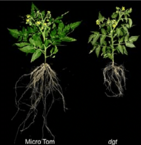 Fenótipo da parte aérea e raízes de planta controle (Micro Tom) e com baixa sensibilidade à auxina (dgt).