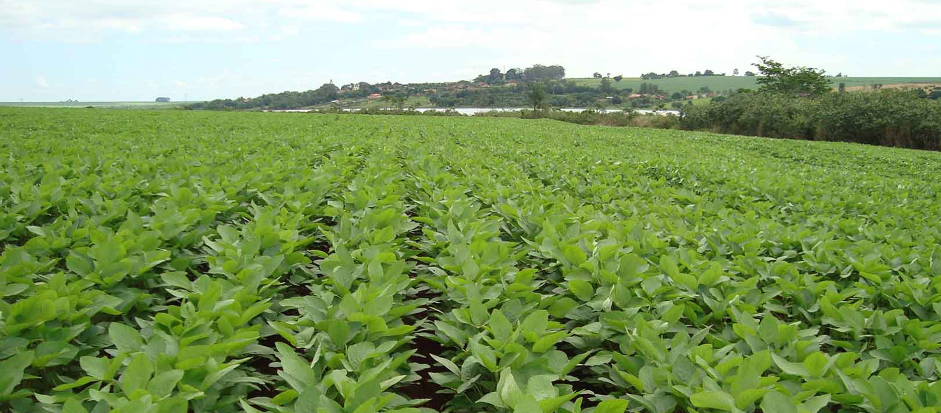 Quais fatores influenciam o desenvolvimento da soja