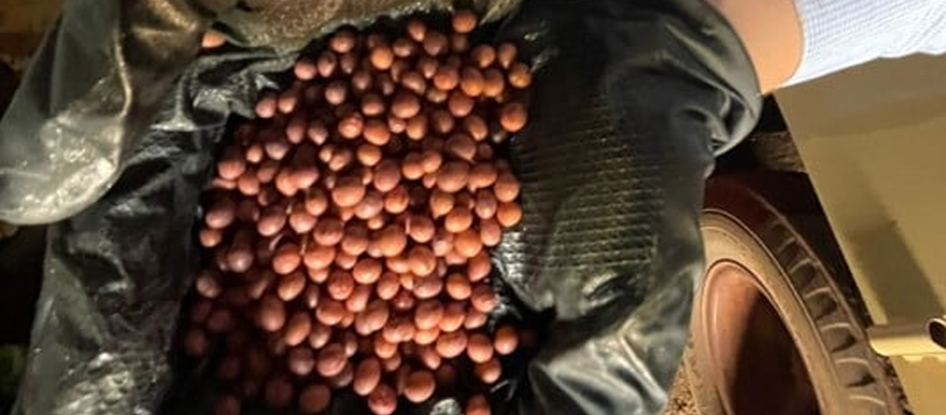 7 Dicas para um bom tratamento de sementes on farm