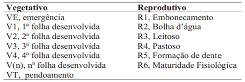 Estádios vegetativos e reprodutivos da planta de milho