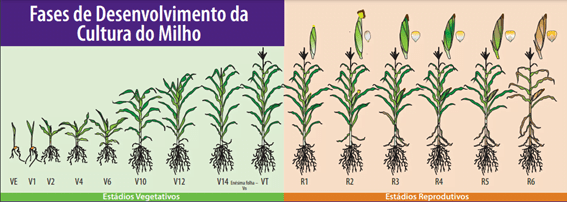 Estádios vegetativos e reprodutivos da planta de milho