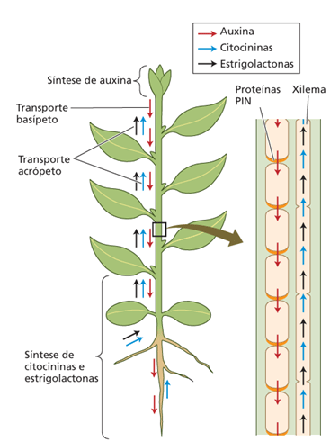 Atuação da auxina no sistema radicular