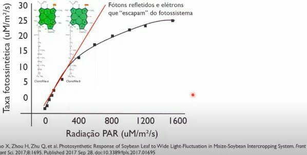 Taxa fotossintética