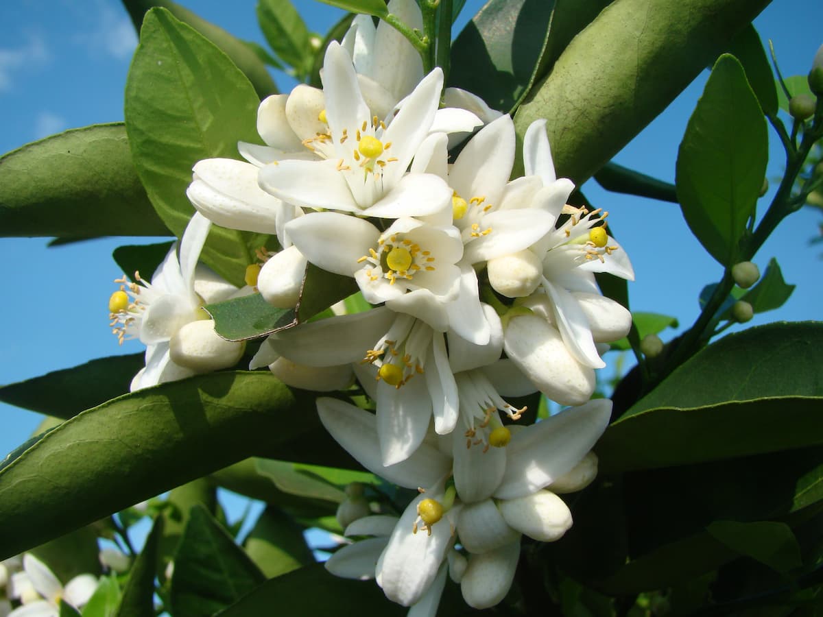 Florada dos Citros
