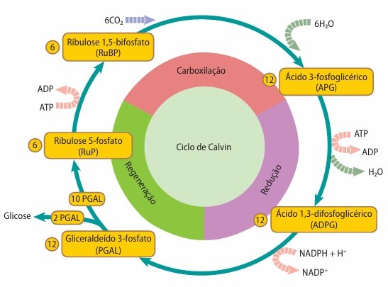Ciclo de Calvin em plantas C3