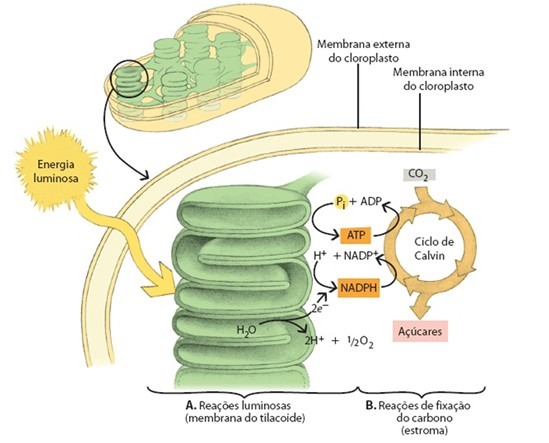 Conceito básico da transferência de energia durante a fotossíntese