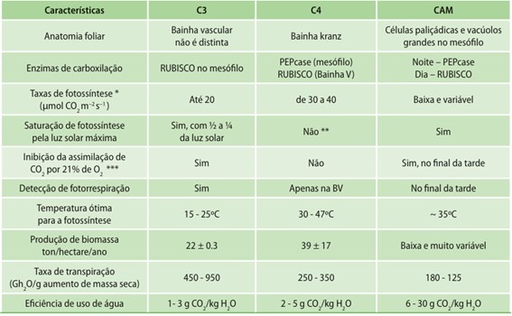 Principais características das plantas C3, C4 e CAM.