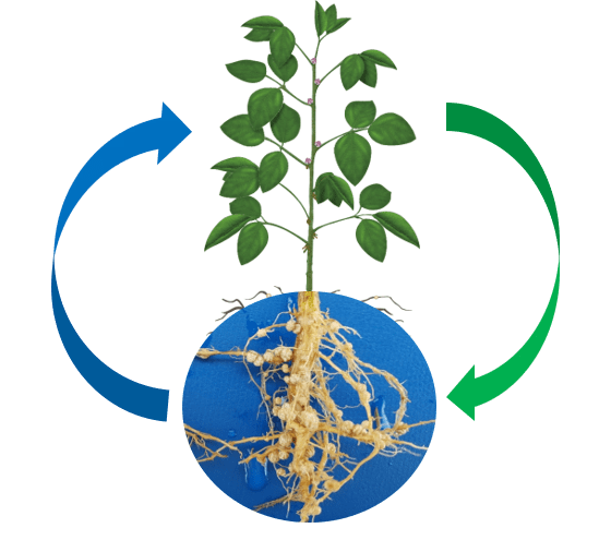 interação entre a fbn e a fotossíntese