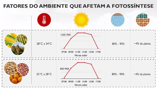 Como acelerar o processo de fotossíntese