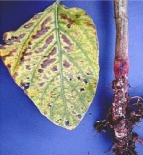 Fusarium em soja