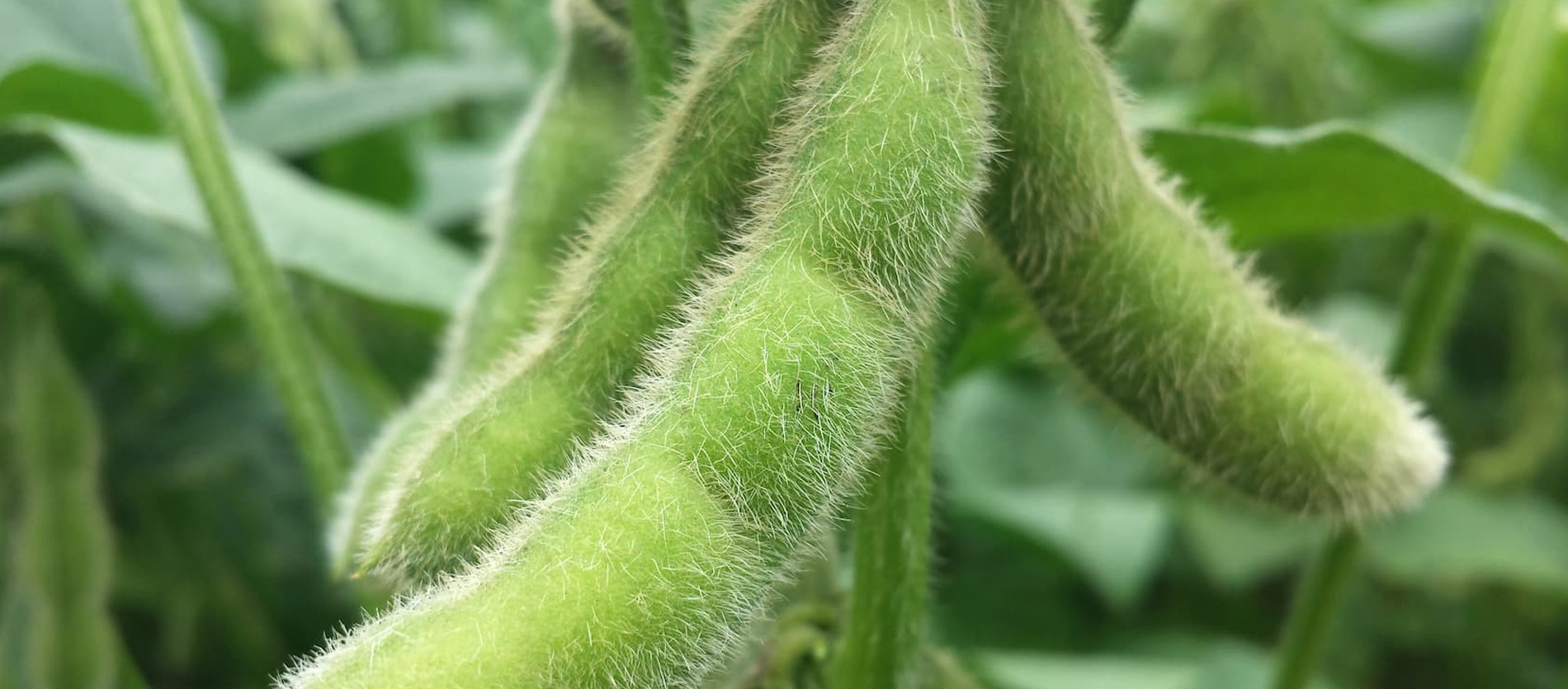 Importância do nitrogênio na fotossíntese e na produtividade da lavoura