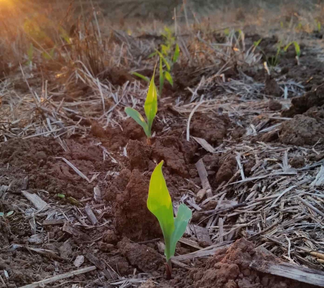 Densidade de plantio e espaçamento milho