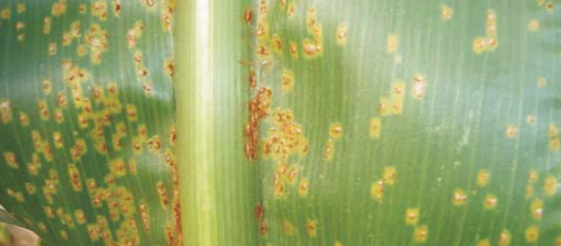 Sintomas típicos de ferrugem-comum em milho