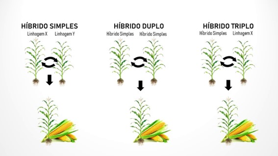 Tipos de híbridos de milho