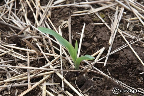 monitoramento da lavoura de milho no estabelecimento