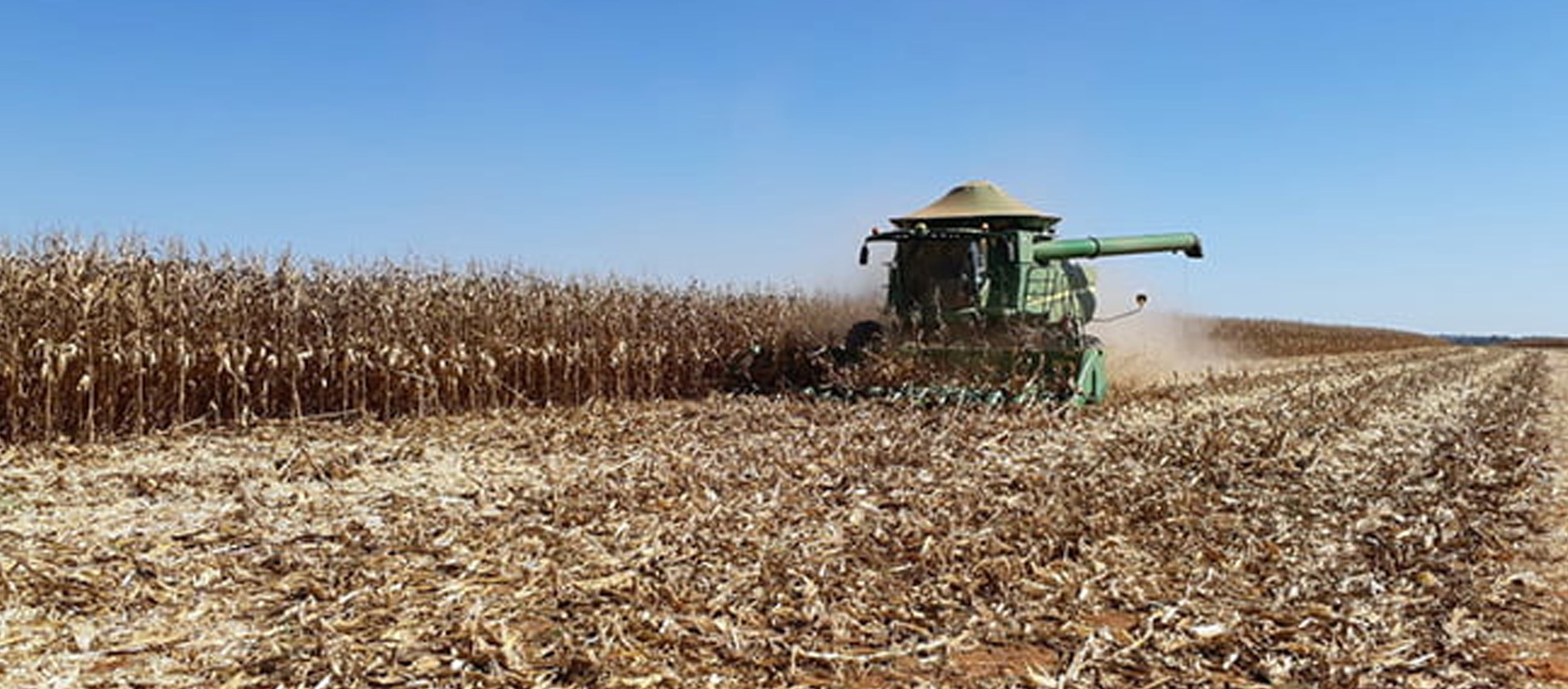 Milho como obter boas produtividades