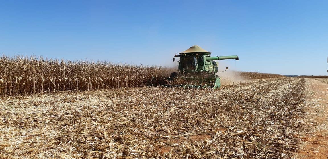 Milho safrinha saiba como aumentar a produtividade