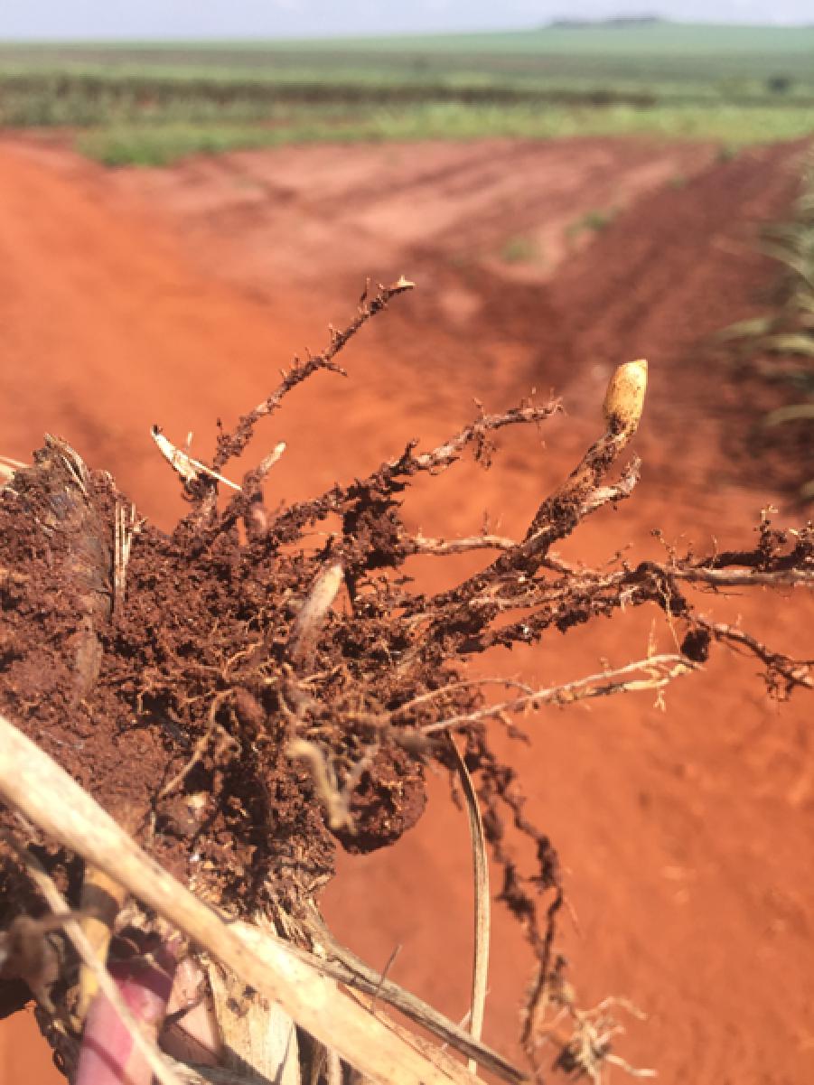 Nematoides na cana-de-açúcar 