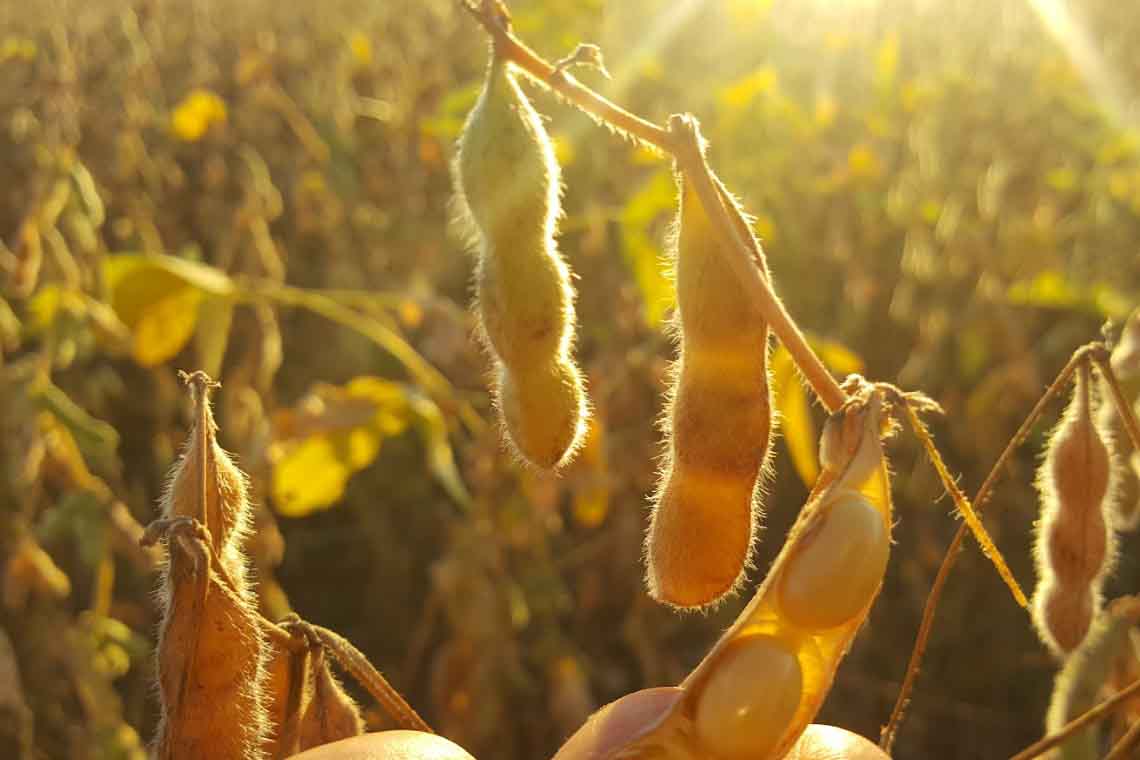 Close-up de vagens de soja maduras e iluminadas pelo sol em uma plantação. Uma vagem aberta mostra os grãos claros.