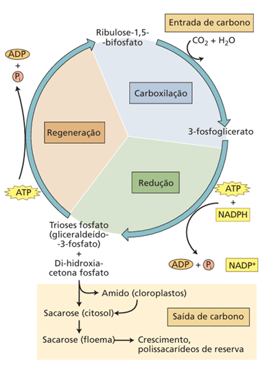 Ciclo de Calvin-Benson