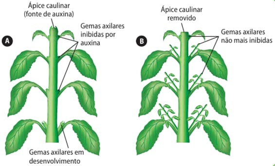 Dominância apical em Coleus