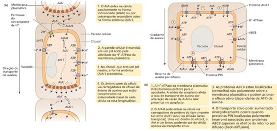 Modelo quimiosmótico simplificado para o transporte polar de auxina