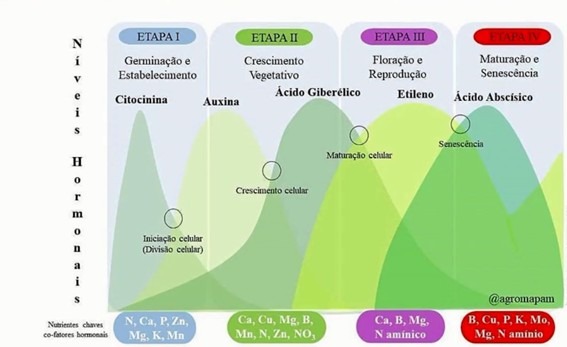 Níveis Hormonais da planta em função da etapa de desenvolvimento