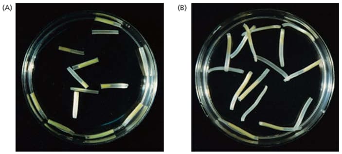 Secções do coleóptilo incubadas em água e auxina