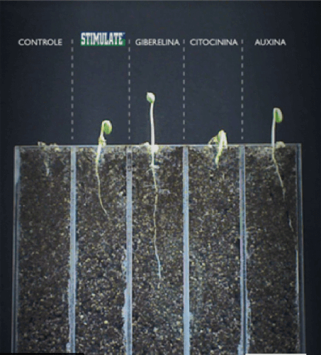 Germinação de sementes de soja tratadas com água (Controle), Stimulate ou cada um dos reguladores vegetais isolados.