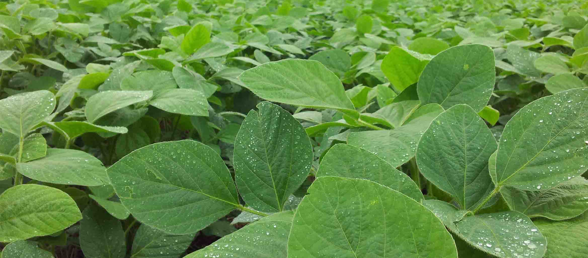 Adubo para soja entenda como funciona a adubação foliar