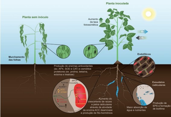 Principais funções dos hormônios vegetais nas plantas
