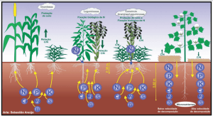 Esquema das diferentes plantas e seu sistema radicular