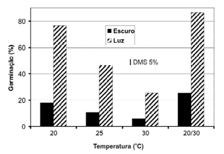 Germinação de buva